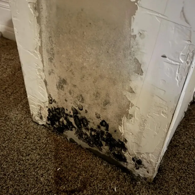 Professional Mold Removal in Hector, MN
